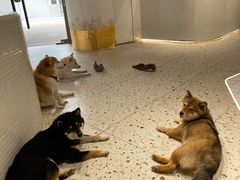 -柴务处·柴犬主题狗咖