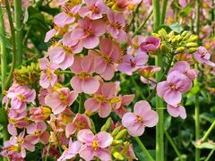 -中国天府农业博览园