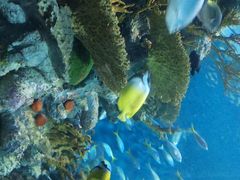 -上海海洋水族馆