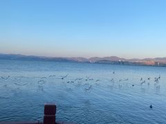 -洱海月湿地公园