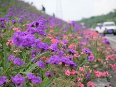 -武陵山森林公园