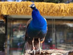 -陕西自然博物馆