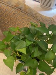 -北京俪婴妇产医院(朝阳大悦城店)