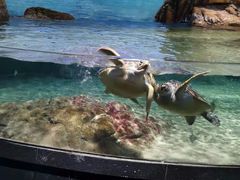 -江和美海洋公园