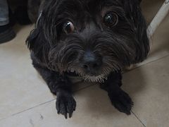 -艾贝尔宠物医院·狂犬免疫点(江山金象城店)