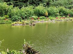-深圳仙湖植物园