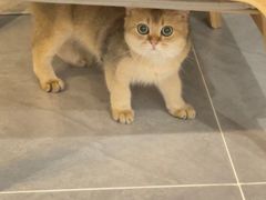 -伟伟宠物医院·瑞派猫友好医院·猫科(光谷店)