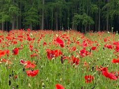 -上海共青森林公园