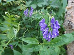 -白草畔自然风景区