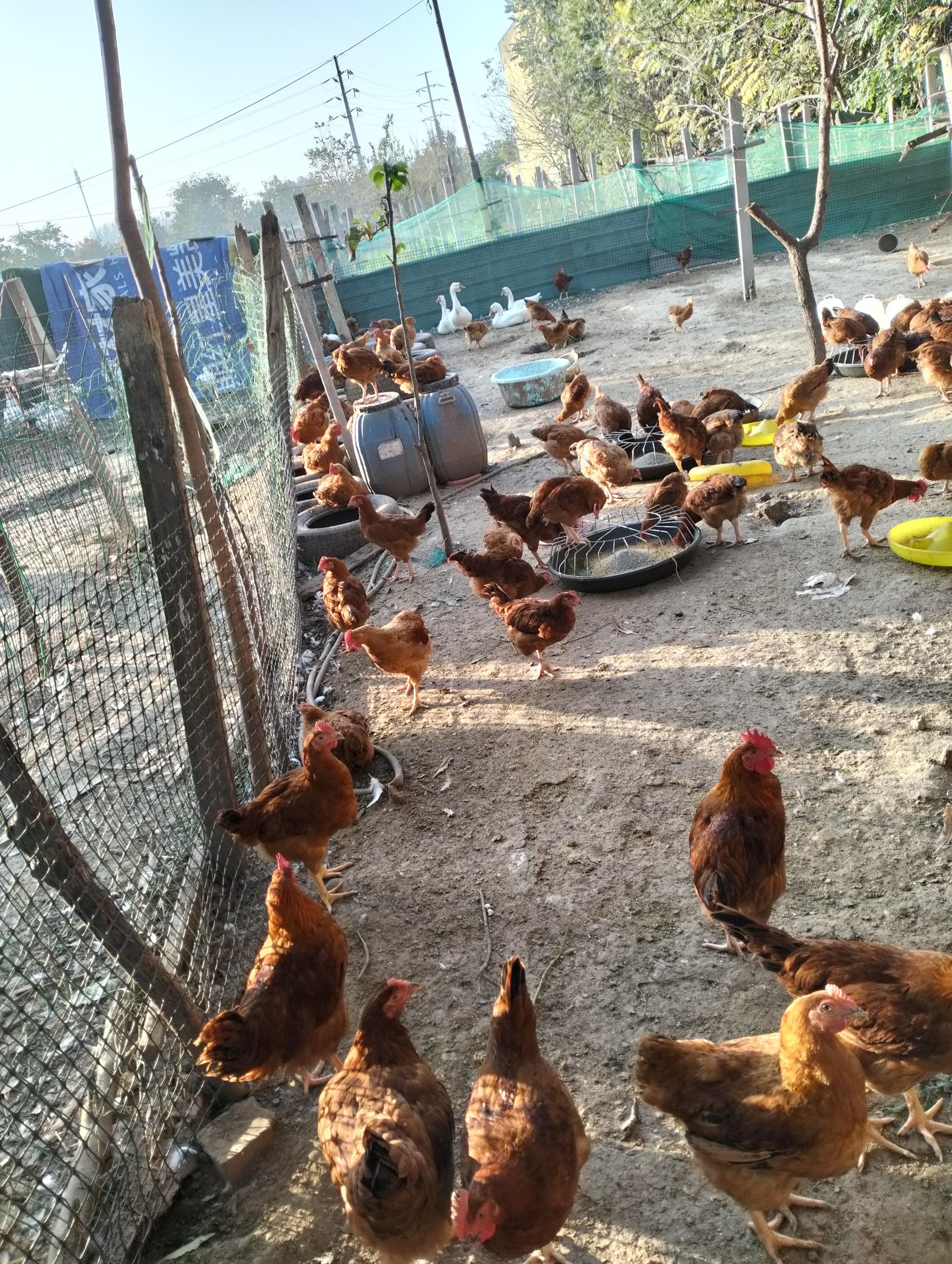 乡野鸡群嬉戏场