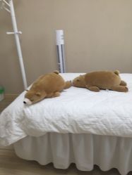 -YooMee优美智能科技美肤机构