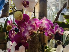 -北京植物园-展览温室