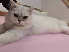 -爪爪喵星球·猫舍(前海卓越店)