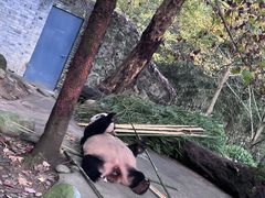 -都江堰中华大熊猫苑