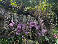 -深圳仙湖植物园