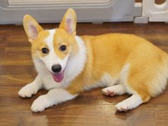 -柯斗斗主题餐厅·狗咖·围炉煮茶·茶饮(国瑞升平里店)