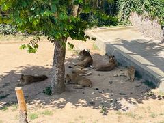 -西霞口神雕山野生动物世界