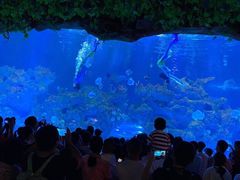 -芜湖新华联大白鲸海洋公园