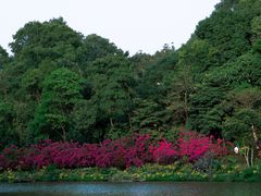 -深圳仙湖植物园