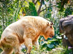 -海南热带野生动植物园