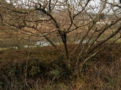 android_upload_pic-西湖茶墅