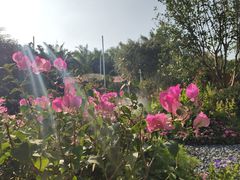 -莲花山公园