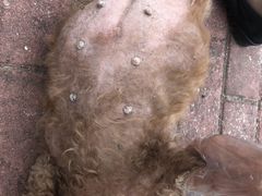 -畜牧兽医站(共江路店)