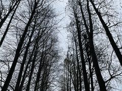 -上海滨江森林公园