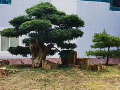 -国家植物园南园