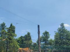 -上海野生动物园