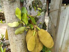 -西双版纳傣族园