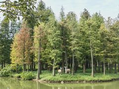 -森波拉奇妙世界