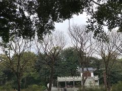 -金花茶公园