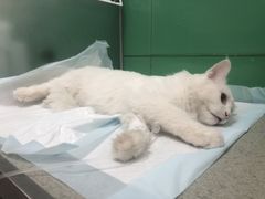 -利又安动物医院··老年病·猫科犬科·中兽医