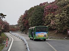 -贵州百里杜鹃风景名胜区