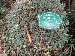 -呀诺达热带雨林