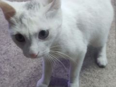 -瑞鹏宠物医院·骨科·猫科·内科(第一中心)