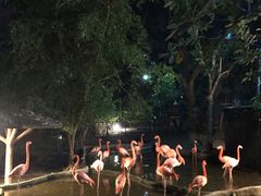 -清迈夜间动物园