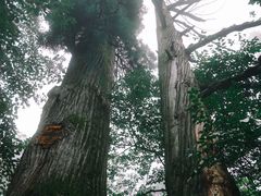 -天目山大树王景区