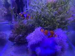-海合安青岛极地海洋公园