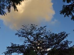 -上海滨江森林公园