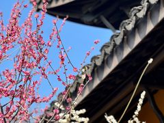 -红梅公园