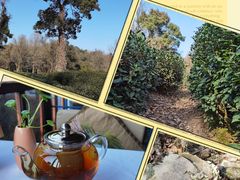 -野蔓果·山野菜(西湖景区·龙井茶田店)