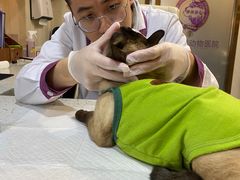 -宠爱国际动物医院·消化内科·心肾内科·ISFM猫友好(望京店)
