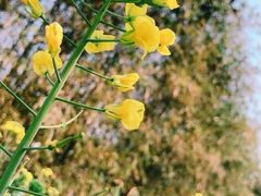 -天适樱花悠乐园
