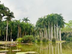 -中国科学院西双版纳热带植物园