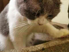 -more than meow吴止猫主题餐厅(承德 中船汇店)