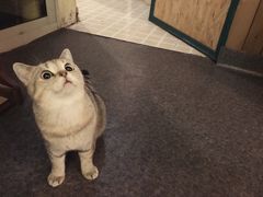 -猫色咖啡·猫咖