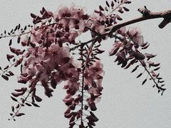 -嘉定紫藤园