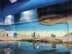 -海合安武汉极地海洋公园